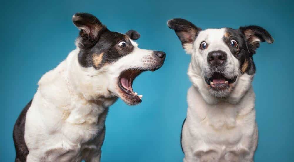 Why Do Dogs Bark? | Prudent Pet Insurance