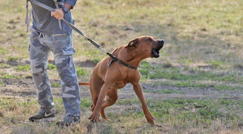 Brown dog barking on leash