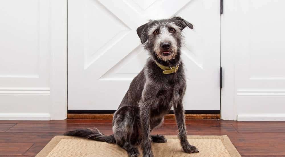 Scruffy dog waiting at the door