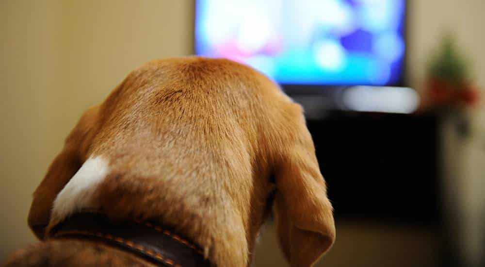 Brown dog back of head watching television