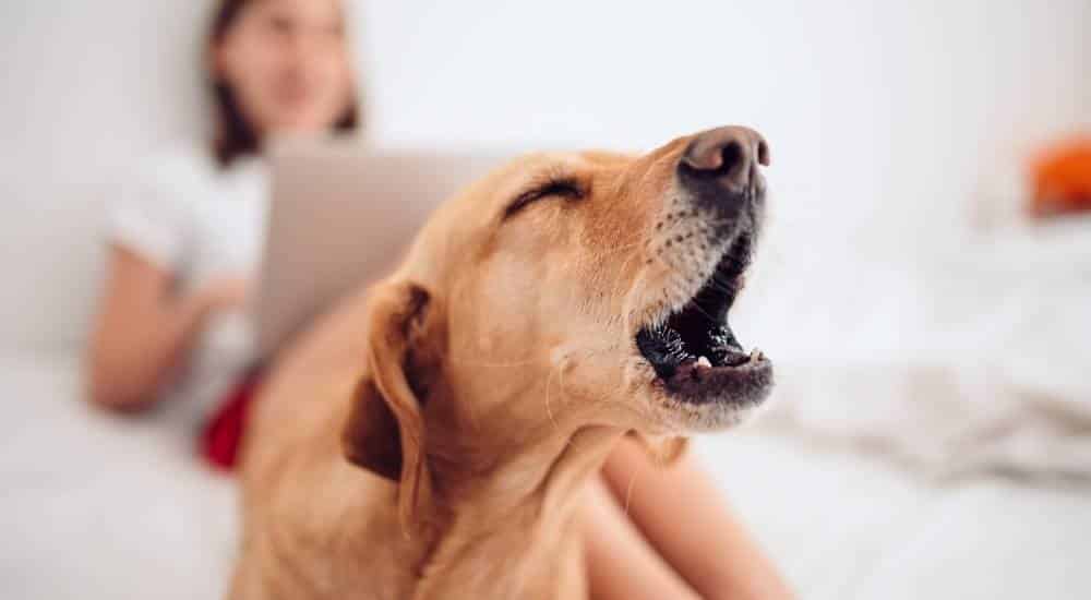 Tan dog howling with human on computer in background