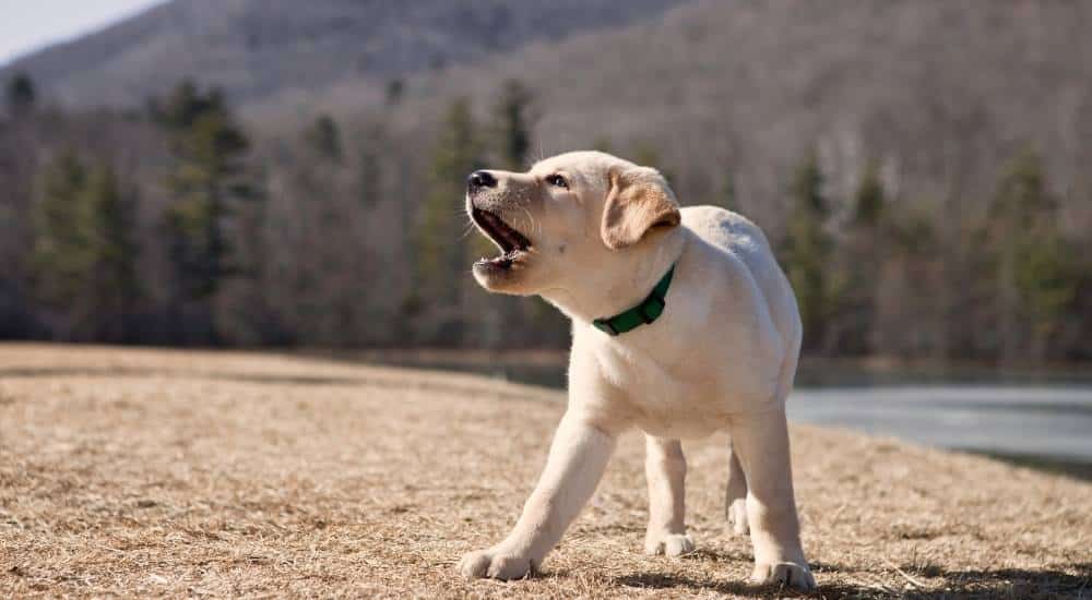 Small puppy barking outside with collar on