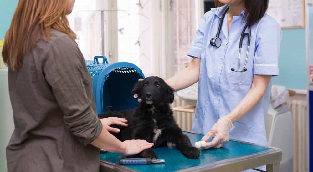 Black puppy on veterinarians table with two people discussing