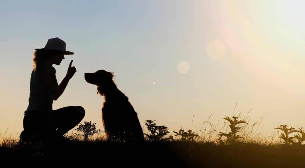 Shadow of dog and owner outside sunset