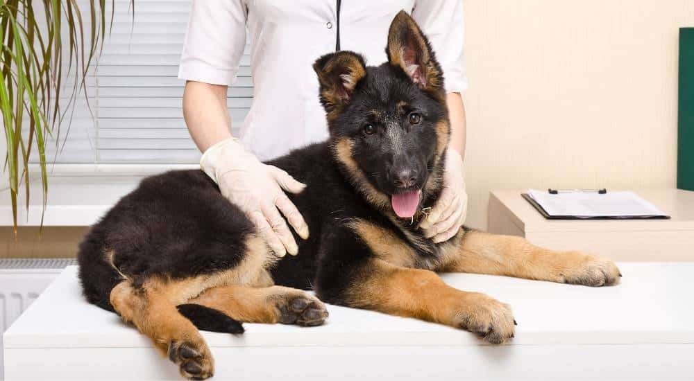 German shepherd puppy at the vet