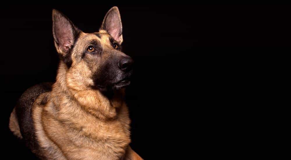 German shepherd against black background