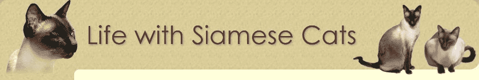 Life with siamese cats logo