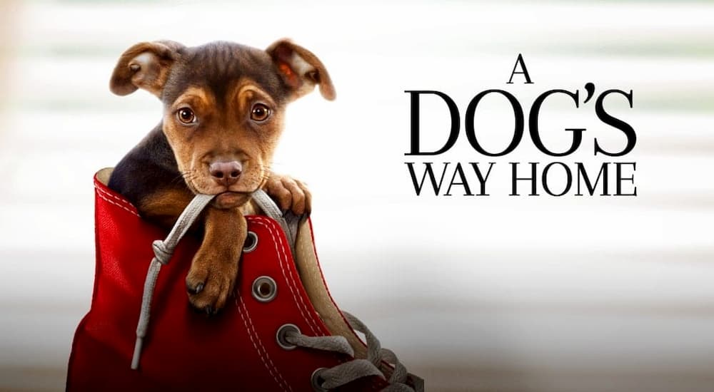 A Dog’s Way Home Review Prudent Pet Insurance