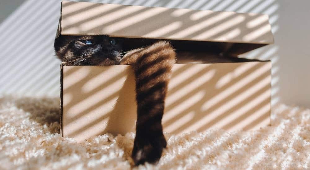 Cat stays in a shoe box