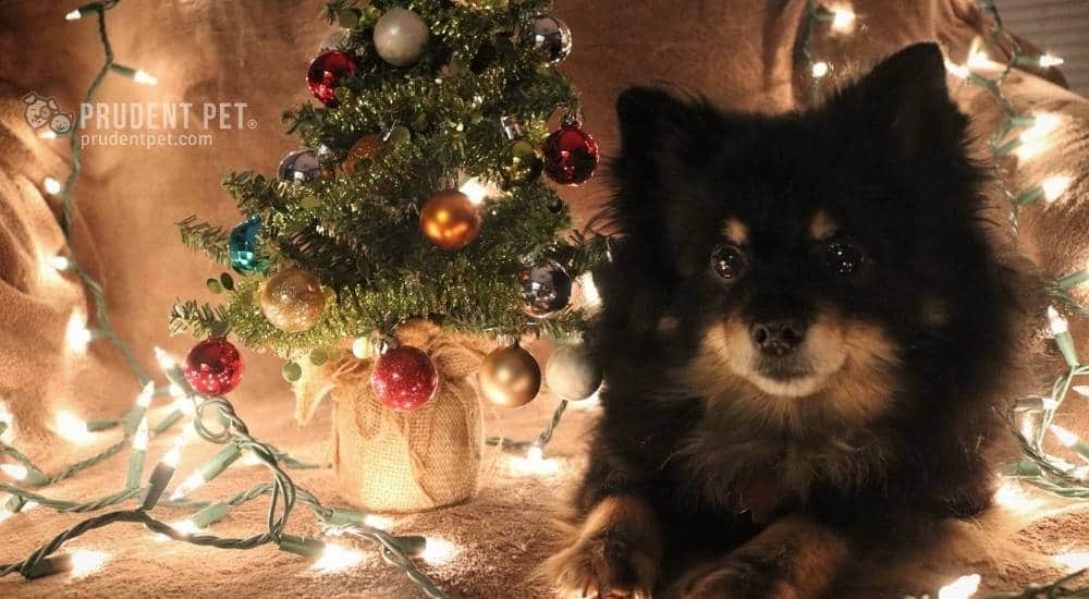 Dog sits next to a Christmas tree
