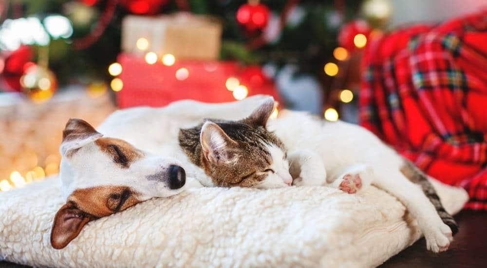 Dog and cat sleeping by a Christmas tree
