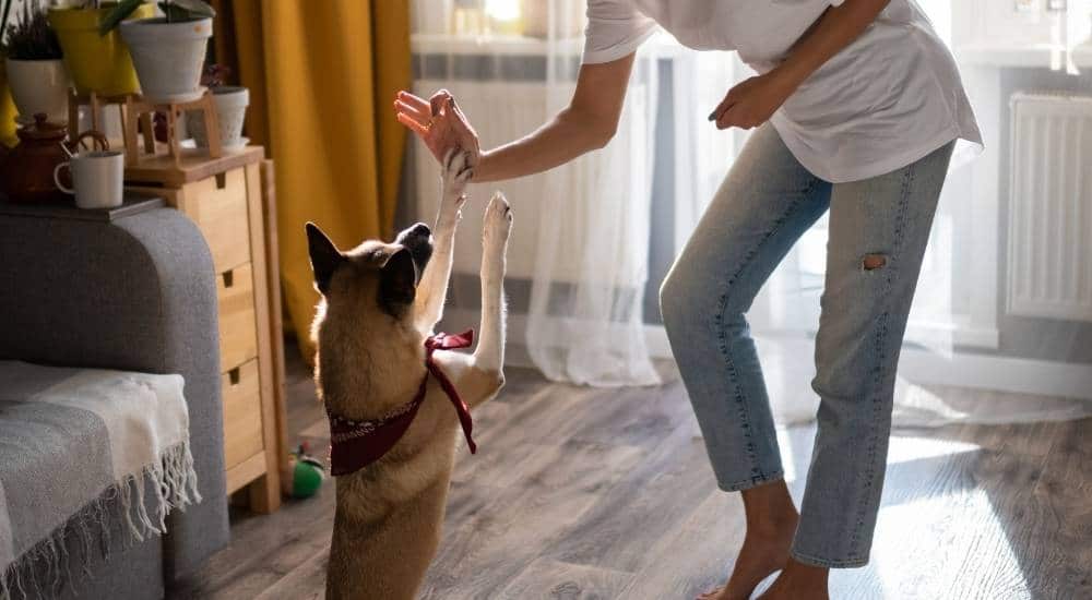 Dog giving a paw five